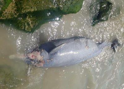 مشاهده لاشه دلفین در ساحل بوشهر