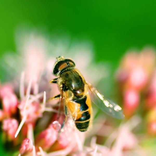 چندین راز بین اگزما و زنبورعسلتسکین علائم اگزما با زهر زنبورعسل