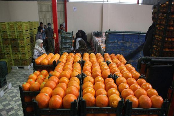 صادرات پرتقال مازندران به چین برای اولین بار در تاریخ