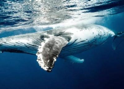 راز نهنگ های یخ زده فاش شد!، عکس