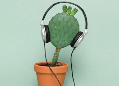 محققان زبان گیاهان را ترجمه کردند!، عکس