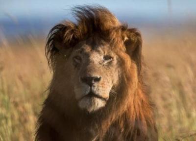 نبرد نابرابر مورچه با شیر در آفریقا