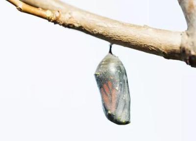 پروانه ها به یاد می آورند که روزی کرم بودند؟