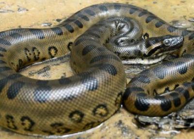 عکس ، شکار غول پیکرترین مار جهان در جنگل های تاریک آمازون