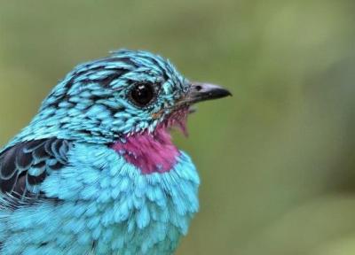 دانشمندان در پرهای پرندگان یک الگوی باستانی پنهان کشف کردند!