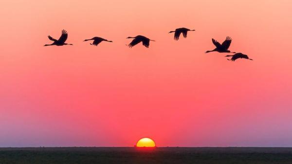 پرندگان هنگام پرواز بر فراز اقیانوس کجا استراحت می نمایند؟