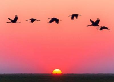 پرندگان هنگام پرواز بر فراز اقیانوس کجا استراحت می نمایند؟