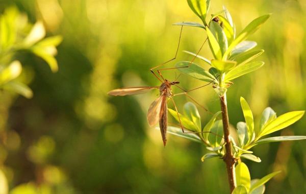 9 گیاهی که پشه ها را از حیاط شما دور می نماید