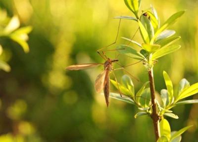 9 گیاهی که پشه ها را از حیاط شما دور می نماید